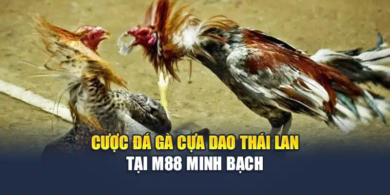 Cược đá gà cựa dao Thái Lan tại M88 minh bạch