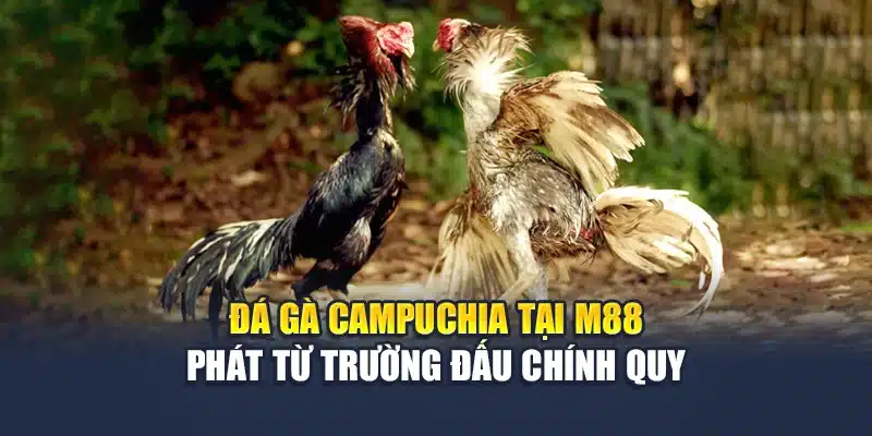 Đá gà Campuchia tại M88 phát từ trường đấu chính quy
