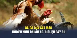 Đá Gà Cựa Sắt M88 Truyền Hình Chuẩn Hd, Dữ Liệu Đầy Đủ