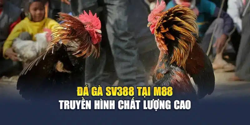 Đá gà SV388 tại M88 truyền hình chất lượng cao