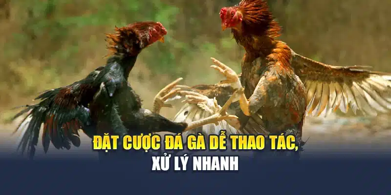 Đặt cược đá gà dễ thao tác, xử lý nhanh