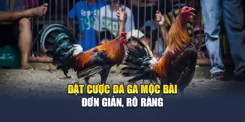 Đá Gà Mộc Bài Phát Sóng Ổn Định, Cược Rõ Ràng Tại M88 2 Đặt cược đá gà Mộc Bài đơn giản, rõ ràng