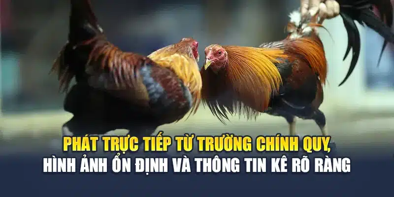 Phát trực tiếp từ trường chính quy, hình ảnh ổn định và thông tin kê rõ ràng