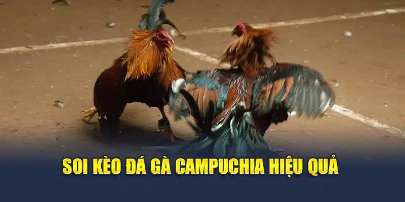 Soi kèo đá gà Campuchia hiệu quả