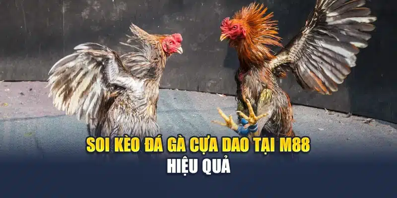 Soi kèo đá gà cựa dao tại M88 hiệu quả