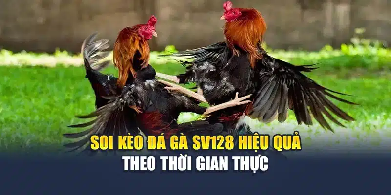 Soi kèo đá gà Sv128 M88 hiệu quả theo thời gian thực